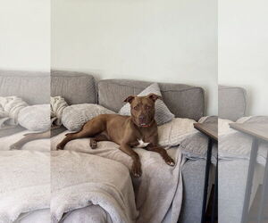 Labrador Retriever-Unknown Mix Dogs for adoption in Doylestown, PA, USA