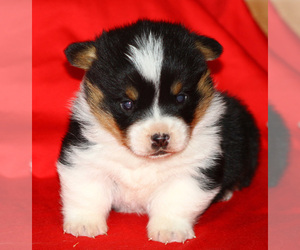 Pembroke Welsh Corgi Puppy for sale in SOLDIER GROVE, WI, USA