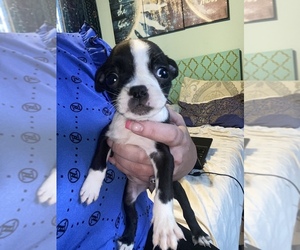 Boston Terrier Puppy for sale in CLEVELAND, GA, USA