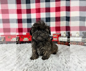 Maltipoo Puppy for sale in GREENWOOD, IN, USA