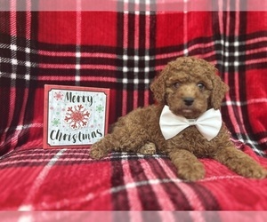 Cock-A-Poo Puppy for sale in LAKELAND, FL, USA