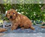 Small Photo #21 Golden Retriever Puppy For Sale in WOLCOTTVILLE, IN, USA