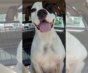 American Staffordshire Terrier-Boxer Mix Dogs for adoption in San Antonio, TX, USA