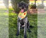 Small #6 Poodle (Standard) Mix