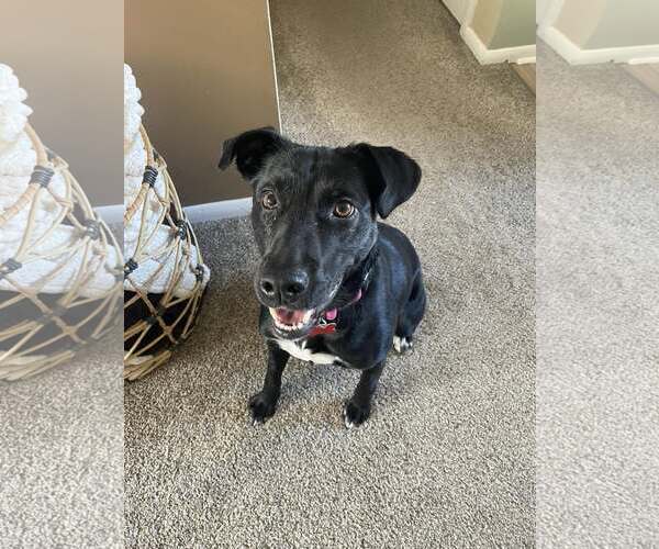 Medium Photo #5 Mutt Puppy For Sale in Sheboygan, WI, USA