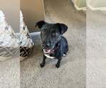 Small #4 Mutt