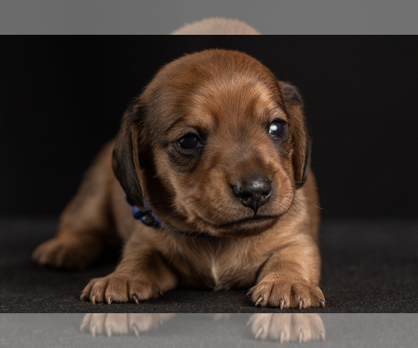 Medium Photo #19 Dachshund Puppy For Sale in CROWLEY, TX, USA