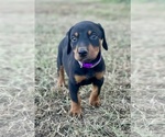 Puppy Purple Collar Doberman Pinscher