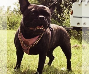 Mother of the French Bulldog puppies born on 08/27/2025