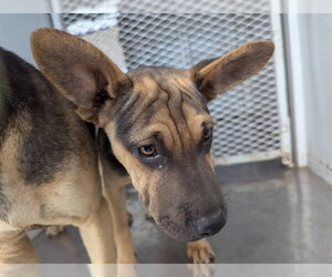 Chinese Shar-Pei-Unknown Mix Dogs for adoption in Bakersfield, CA, USA