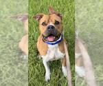 Small #1 Staffordshire Bull Terrier