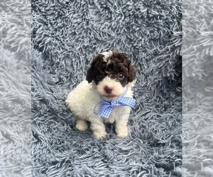 Cavapoo Puppy for sale in JEFFERSONVILLE, IN, USA