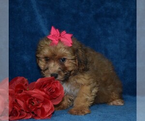 Yorkshire Terrier Puppy for sale in BARNESVILLE, KS, USA