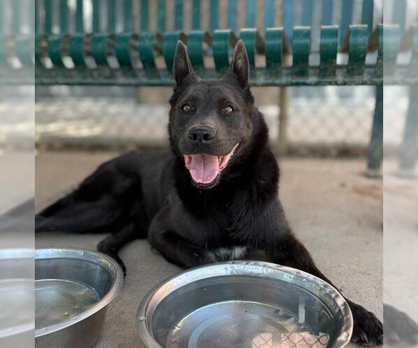 Medium Photo #2 Boxer-German Shepherd Dog Mix Puppy For Sale in Modesto, CA, USA