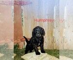 Puppy 4 Poodle (Standard)-Whoodle Mix