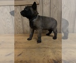 Puppy Black Belgian Malinois