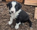 Puppy Luke Border Collie