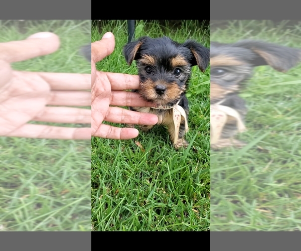 Medium Photo #1 Yorkshire Terrier Puppy For Sale in PERRIS, CA, USA