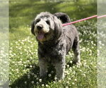 Small #2 Mutt