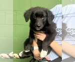 Small Collie Mix