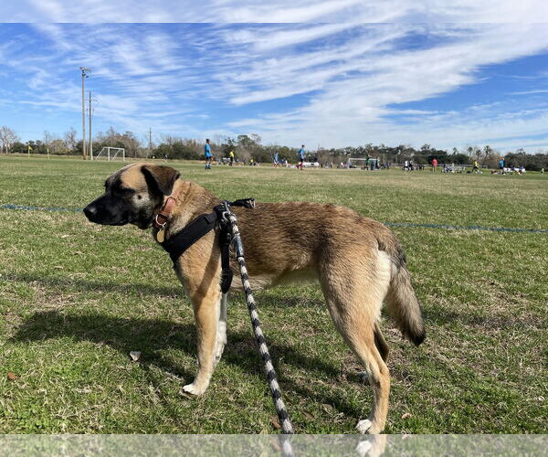Medium Photo #2 Mutt Puppy For Sale in New Orleans, LA, USA