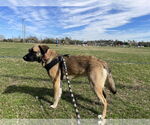 Small #1 Mutt