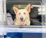 Small #3 German Shepherd Dog
