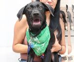 Small #2 Labrador Retriever Mix