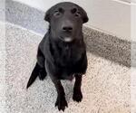 Small German Shepherd Dog Mix