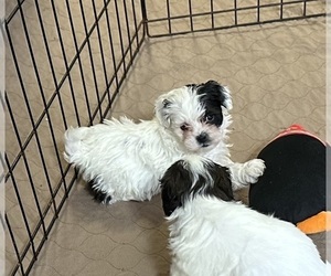Shih-Poo Puppy for Sale in GLOUCESTER, Virginia USA