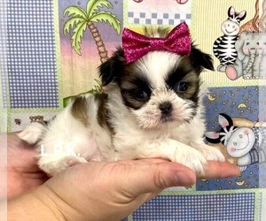 Medium Shih Tzu