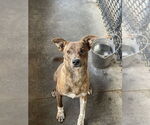 Small American Pit Bull Terrier Mix
