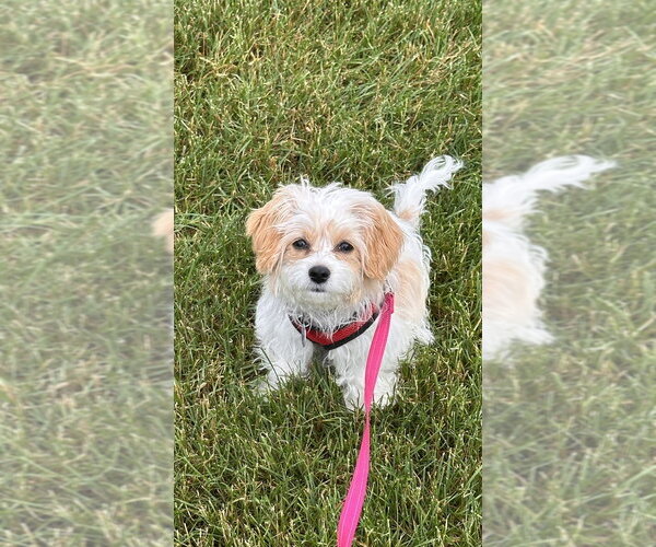 Medium Photo #4 Cavachon Puppy For Sale in Springdale, PA, USA