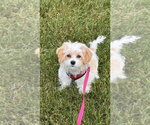 Small #3 Cavachon