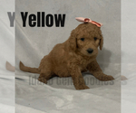 Small Photo #2 Goldendoodle Puppy For Sale in HOMEDALE, ID, USA