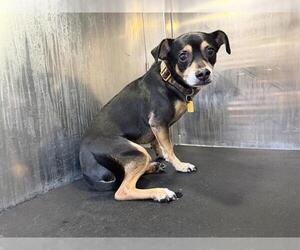 Miniature Pinscher-Unknown Mix Dogs for adoption in San Antonio, TX, USA