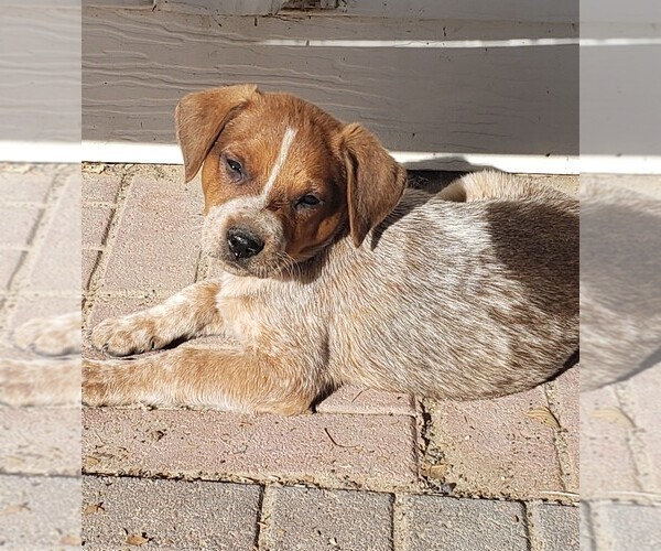 Medium Photo #1 Australian Cattle Dog Puppy For Sale in BRIGGSDALE, CO, USA