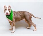 Small Photo #2 American Pit Bull Terrier Puppy For Sale in Sanford, FL, USA