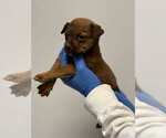 Small #2 Mutt