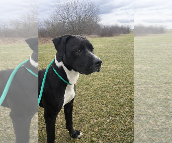 Medium Photo #2 Labrador Retriever-Unknown Mix Puppy For Sale in Rootstown, OH, USA