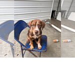 Small Photo #3 Mountain Cur-Unknown Mix Puppy For Sale in Tracy City, TN, USA