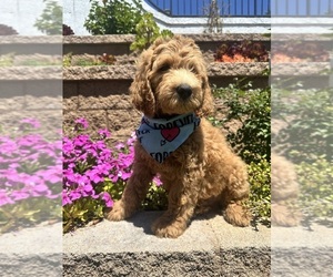 Double Doodle Puppy for Sale in CHINO HILLS, California USA