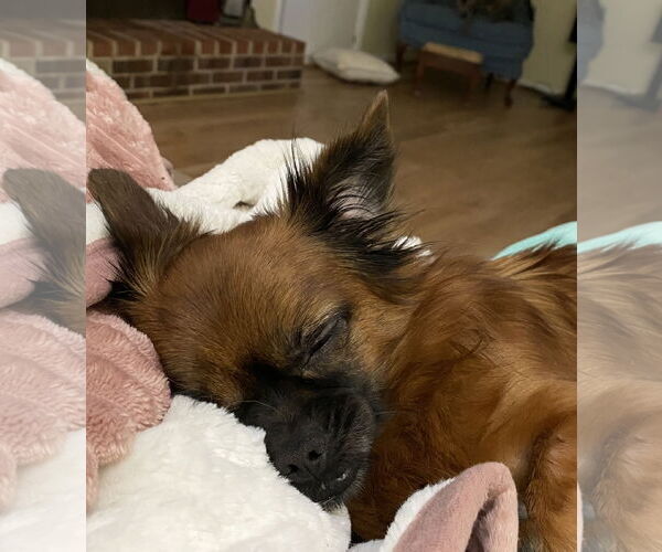 Medium Photo #4 ShiChi Puppy For Sale in Rustburg, VA, USA