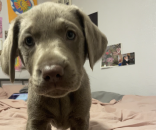 Medium Photo #2 Labrador Retriever Puppy For Sale in CASCADE LOCKS, OR, USA