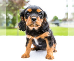 Small Photo #4 Cavalier King Charles Spaniel Puppy For Sale in WAKARUSA, IN, USA