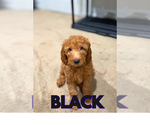 Small Photo #7 Goldendoodle Puppy For Sale in WHITE PLAINS, MD, USA