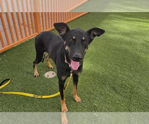 Medium Photo #2 German Shepherd Dog-Unknown Mix Puppy For Sale in Las Vegas, NV, USA