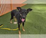Small Photo #2 German Shepherd Dog-Unknown Mix Puppy For Sale in Las Vegas, NV, USA