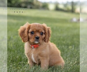 Cavalier King Charles Spaniel Puppy for sale in CHAMBERSBURG, PA, USA