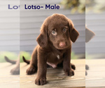 Puppy Lotso Labradoodle